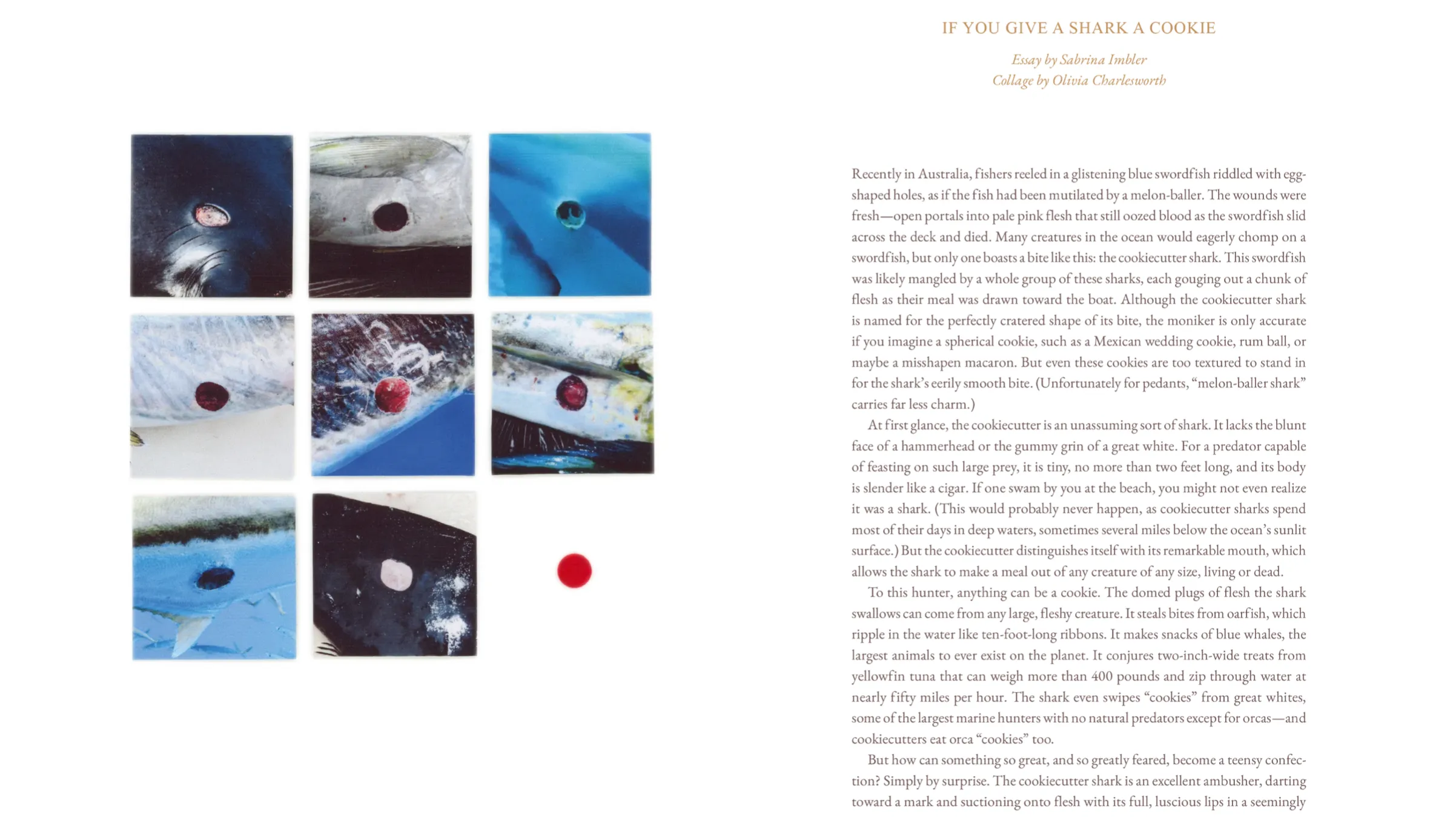 Cake Zine Volume 4 : Tough Cookie